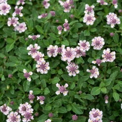 Bio Teppichverbene Weiß-rosa, Topf-Ø 12 Cm, 6er-Set