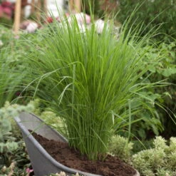 Bio Riesen-Rutenhirse 'Northwind', Topf 5 Liter, Wuchshöhe Ca. 170-180cm