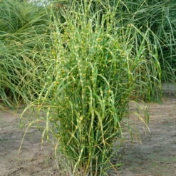 Bio Miscanthus Sinensis 'Strictus' Braun, Höhe 160-180 Cm, 5 Liter Topf
