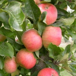 Kölle Bio Säulenapfel 'Rhapsodie'Ⓢ, Unterlage MM 111, Topf 10 Liter