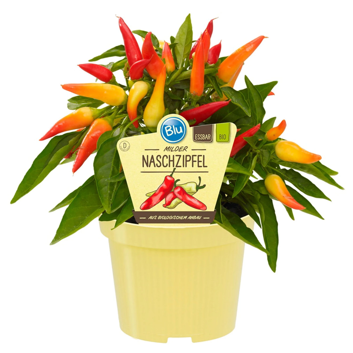 Bio Paprika 'Naschzipfel', Mild, Topf-Ø 12 Cm, 3er-Set
