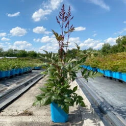 Bio Prachtspiere Rot, Topf-Ø 11 Cm, 3er-Set